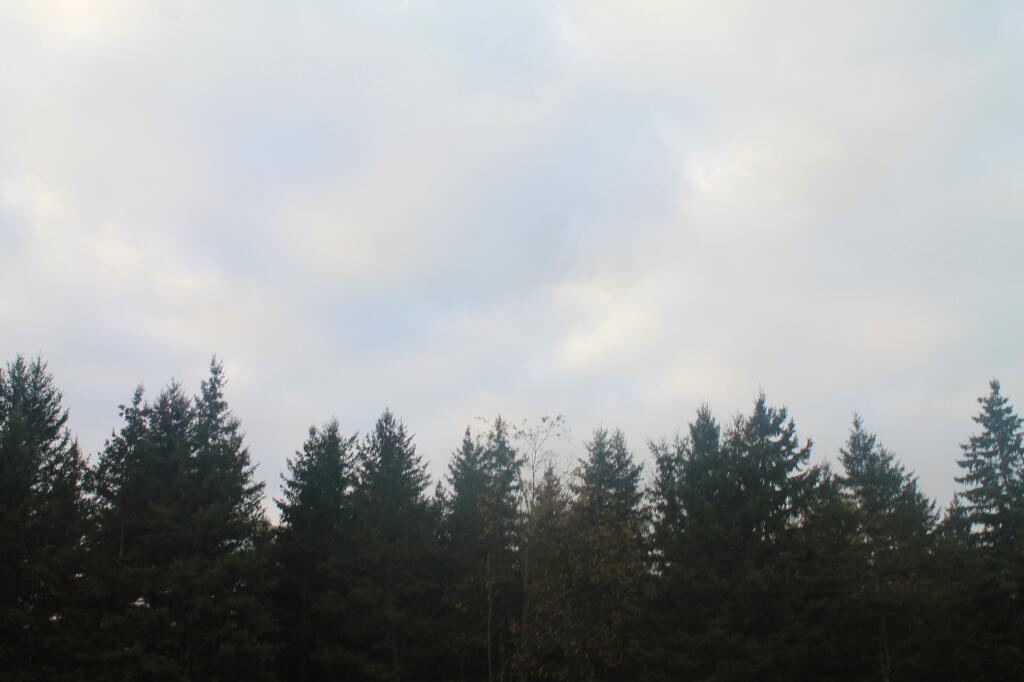 Photo: Trees Above