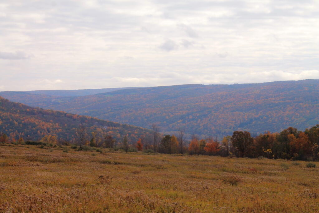 Photo: South Hill, Parish Flat, East Hill