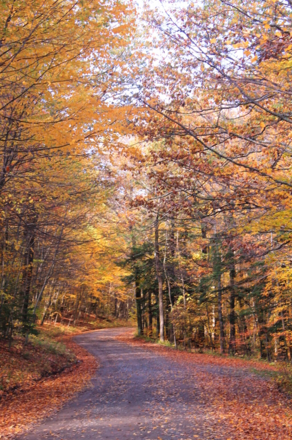 Photo: Folliage on Park Road