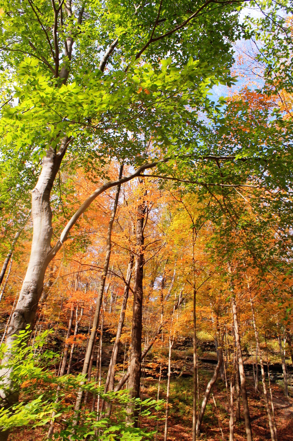 Photo: Trees Near Lower Falls
