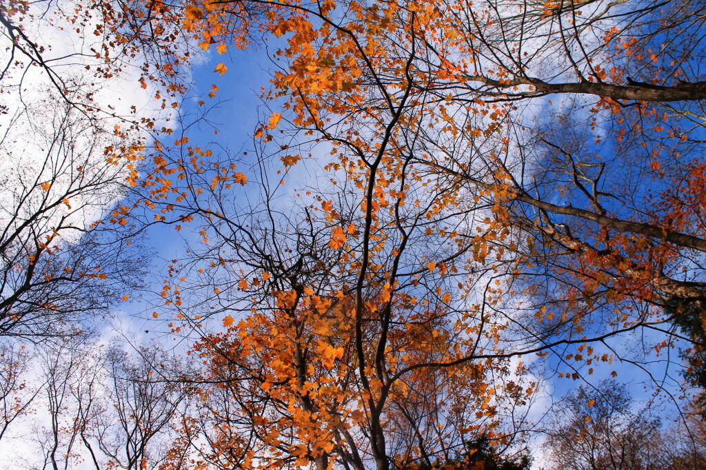 Photo: Maple Leaves Above