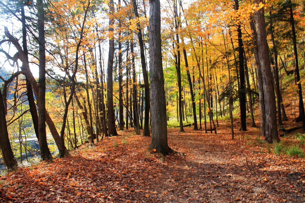 Photo: Walk in the Woods