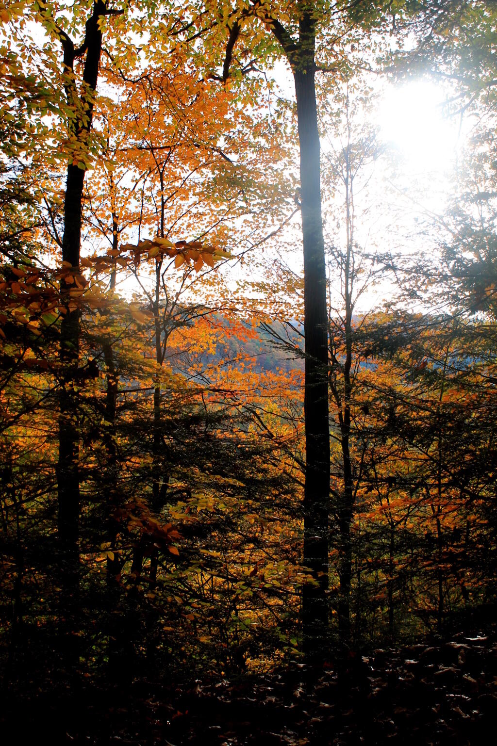 Photo: First View Of Zoar Valley
