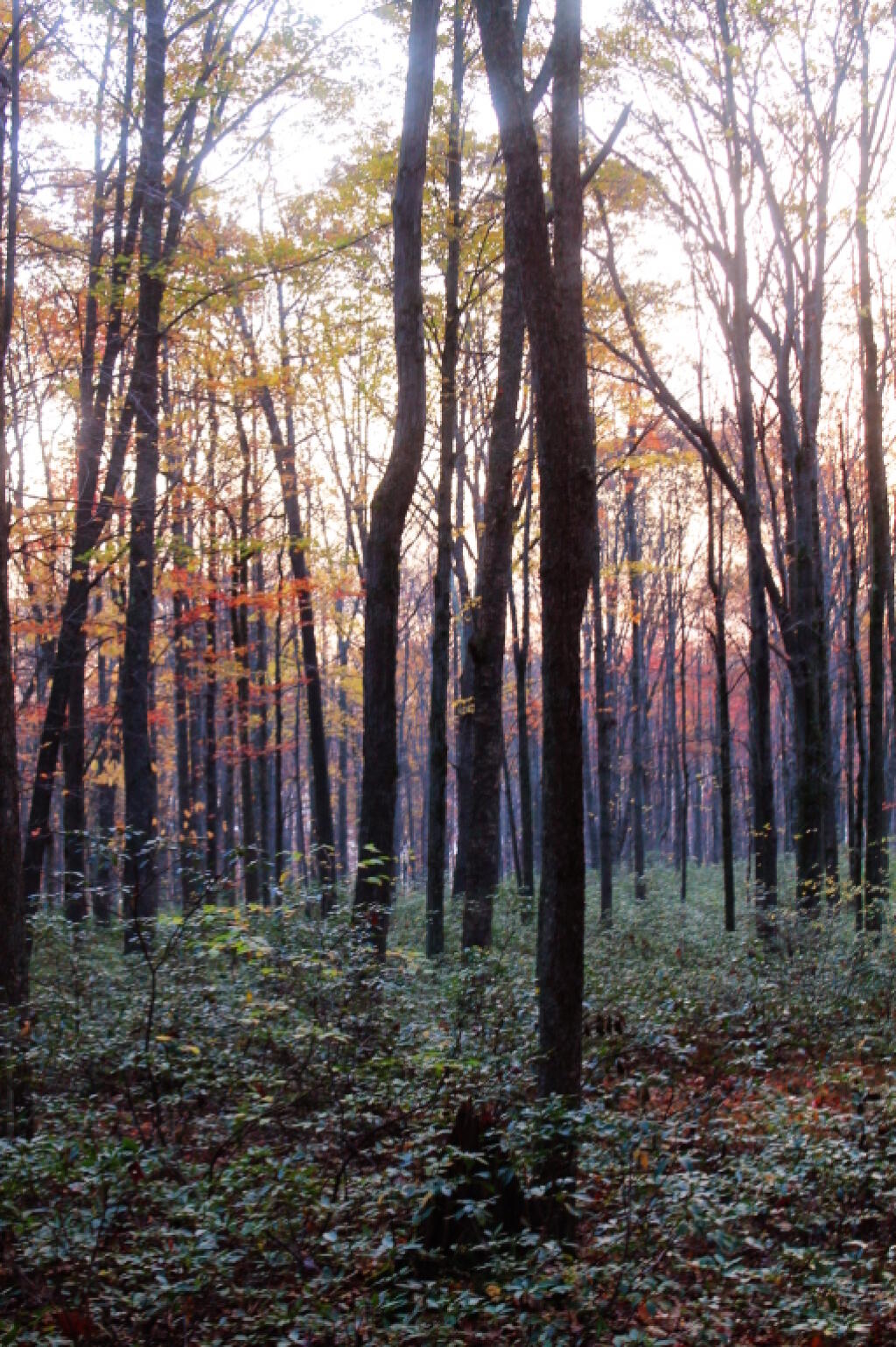Photo: Beautiful Allegheny Woods