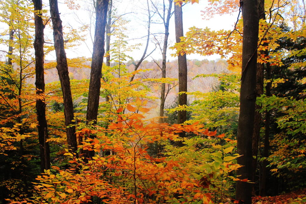 Photo: Gorge View 4