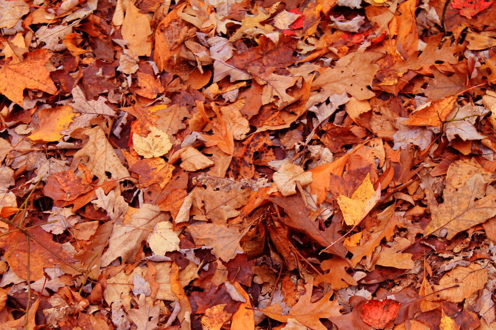 Photo: Leaves At Jakes Rocks