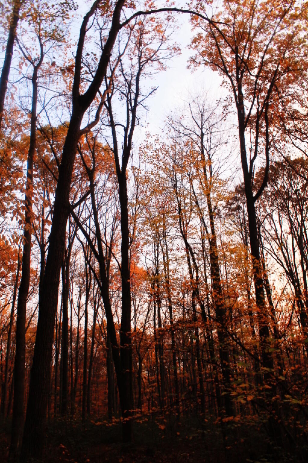 Photo: Morning At Camp