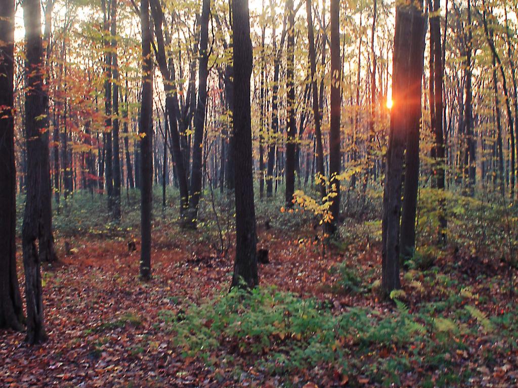 Photo: Sunrise Over Camp