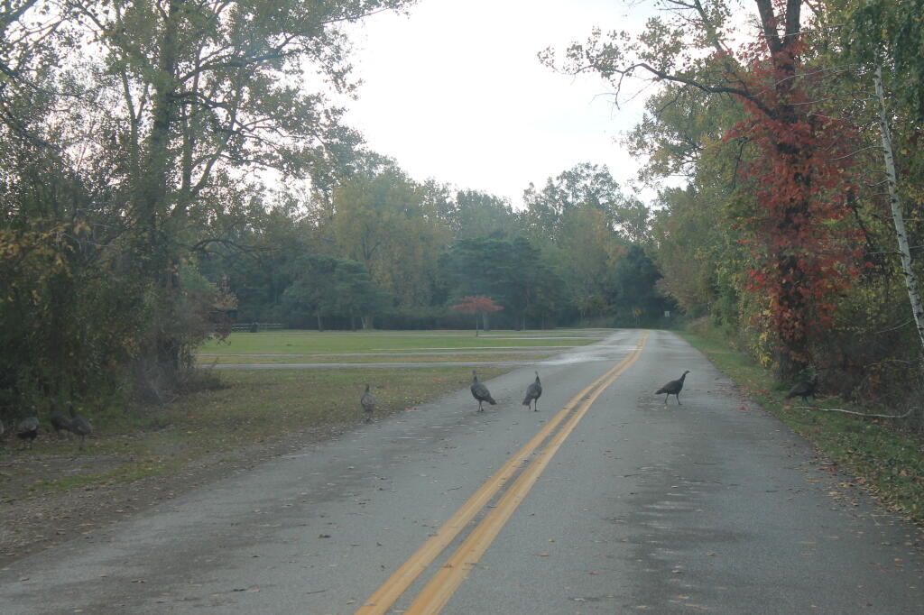 Photo: Wild Turkey