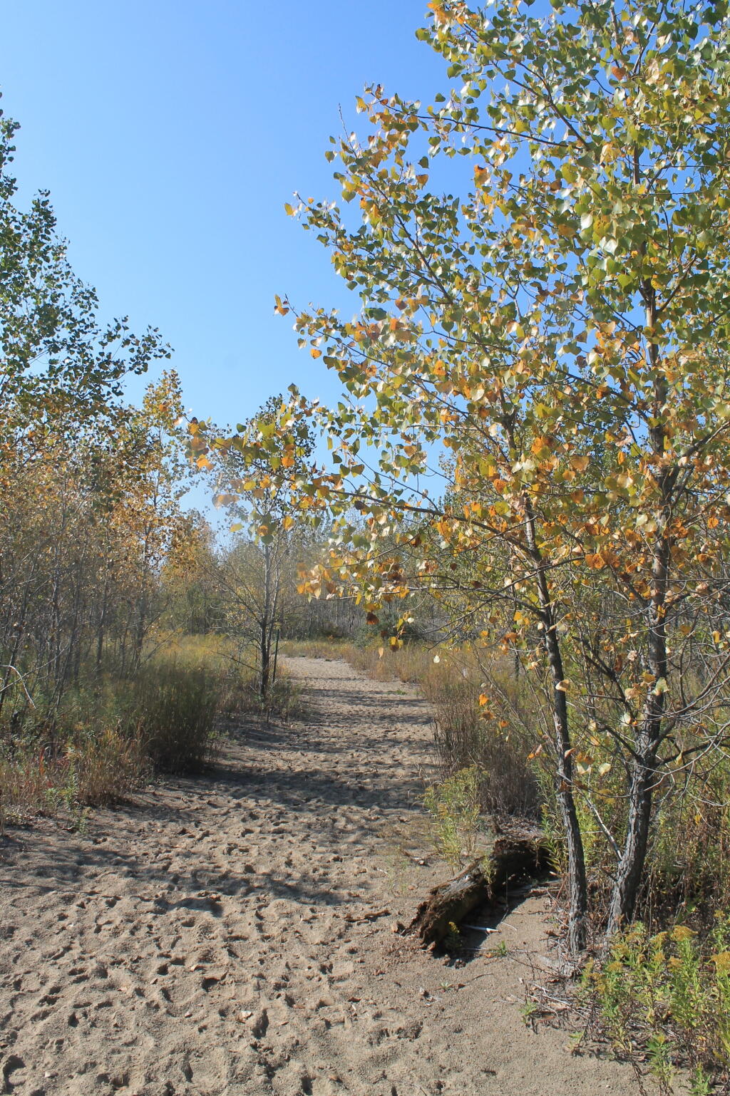Photo: Gull Point Trail