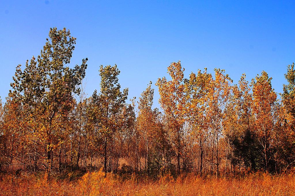 Photo: Aspens