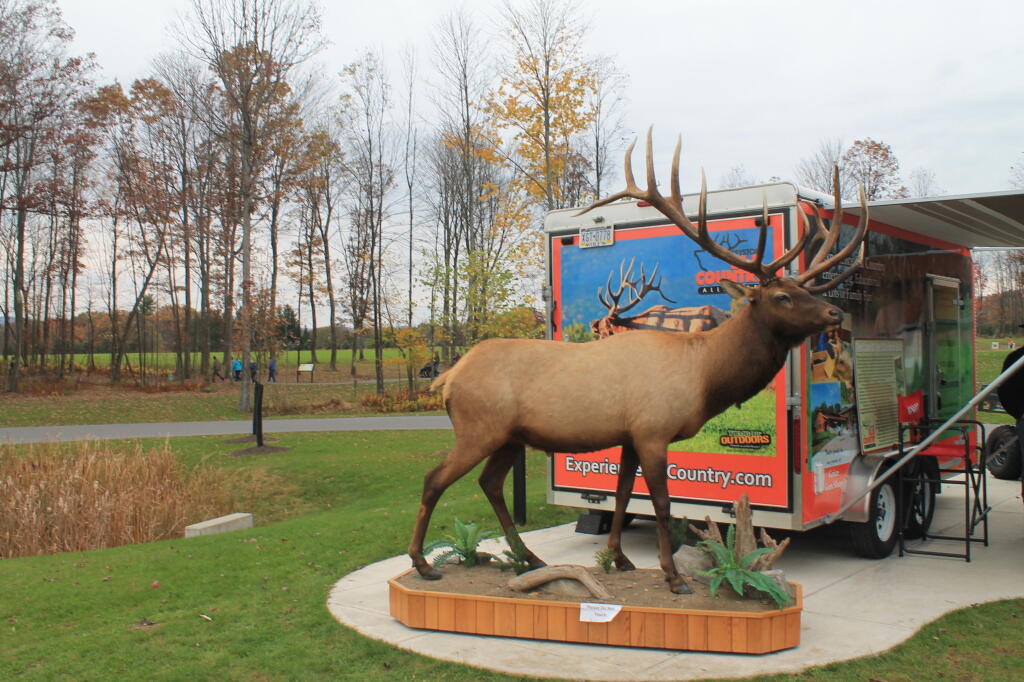 Photo: I Thought This Was the Only Elk I Would See Today