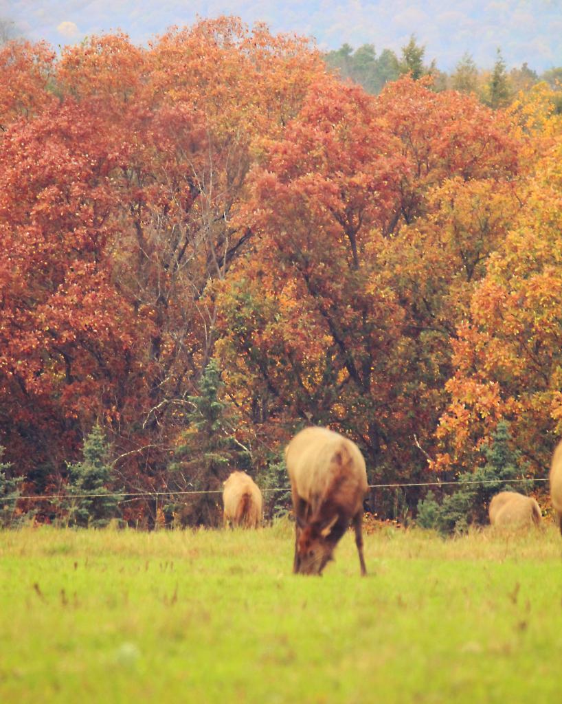 Photo: Elk Center 2