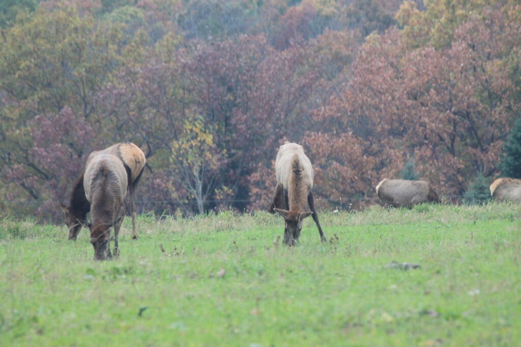 Photo: More Grazing