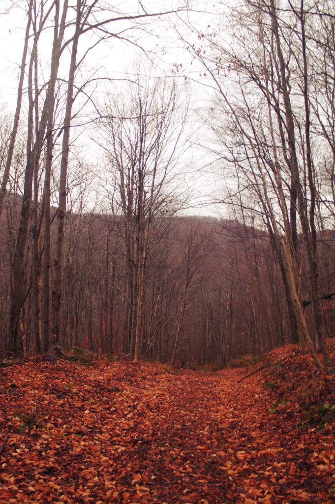 Photo: Old Woods Road to Huggins Lake