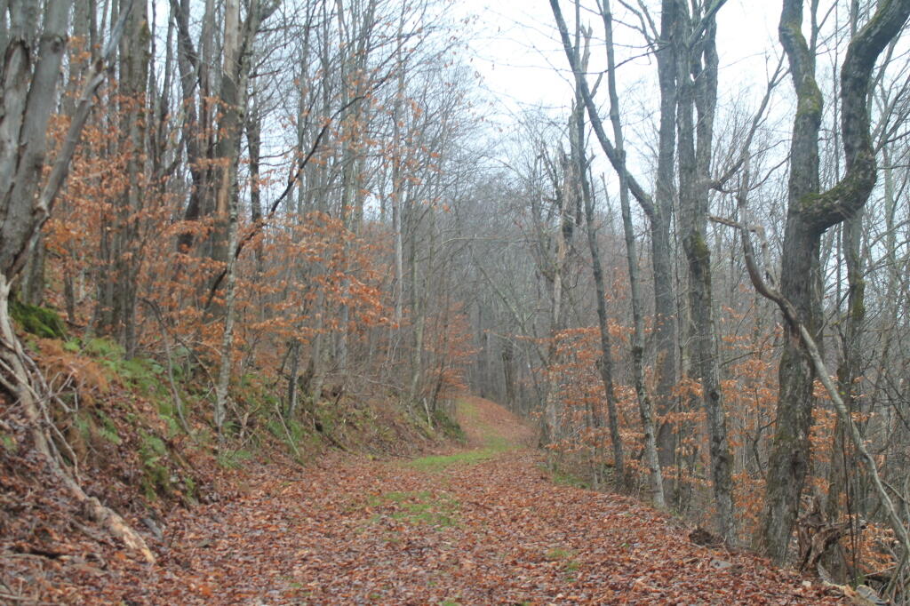 Photo: Old Woods Road Is Easy to Follow