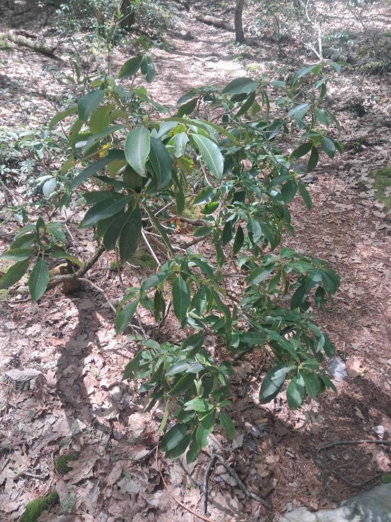 Photo: Mountain Laurel