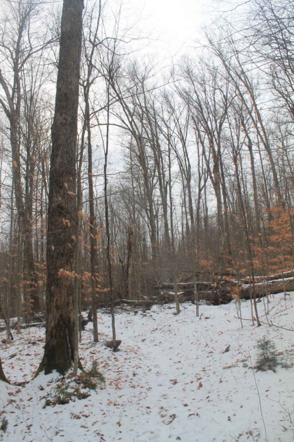Photo: Cod Pond Trail