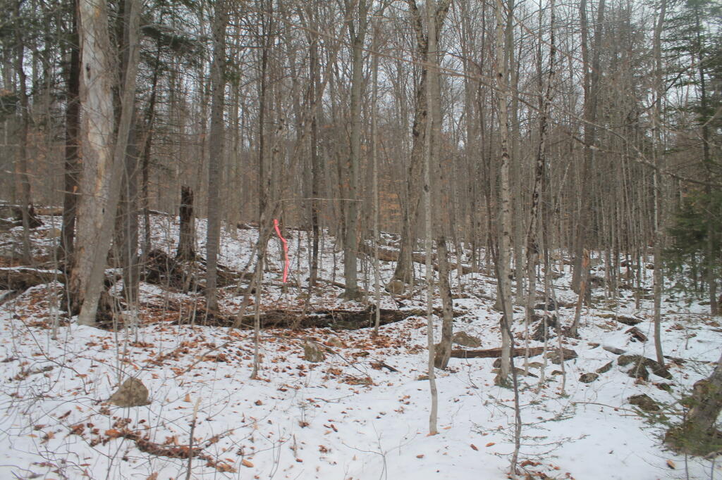 Photo: Look for Pink Markers At End of Trail