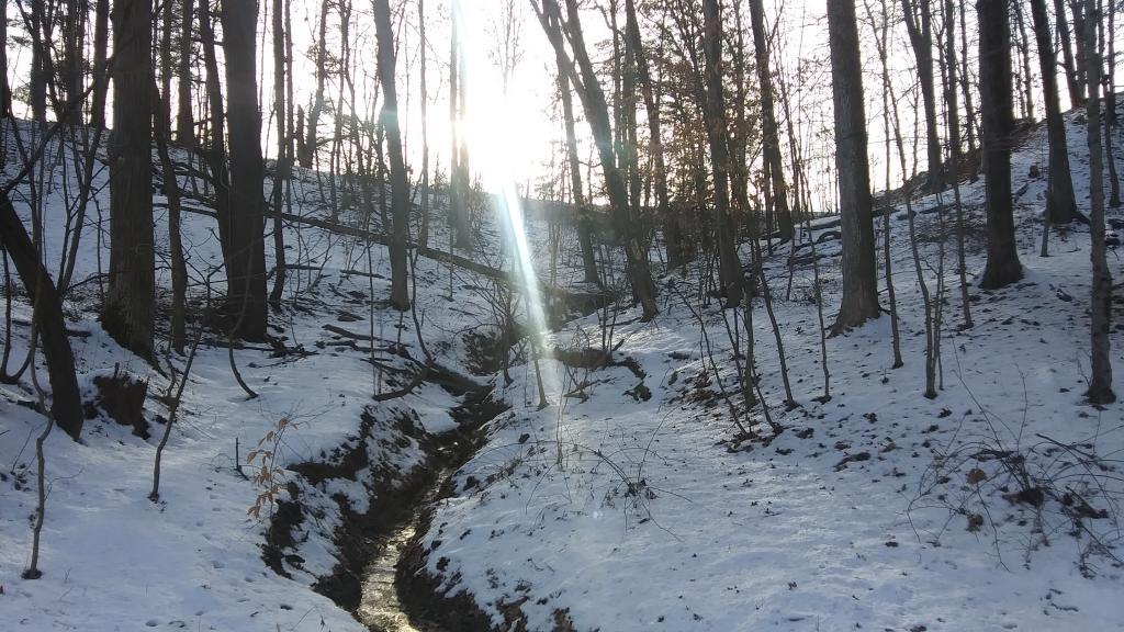Photo: Very much a classic stream and gully preserve