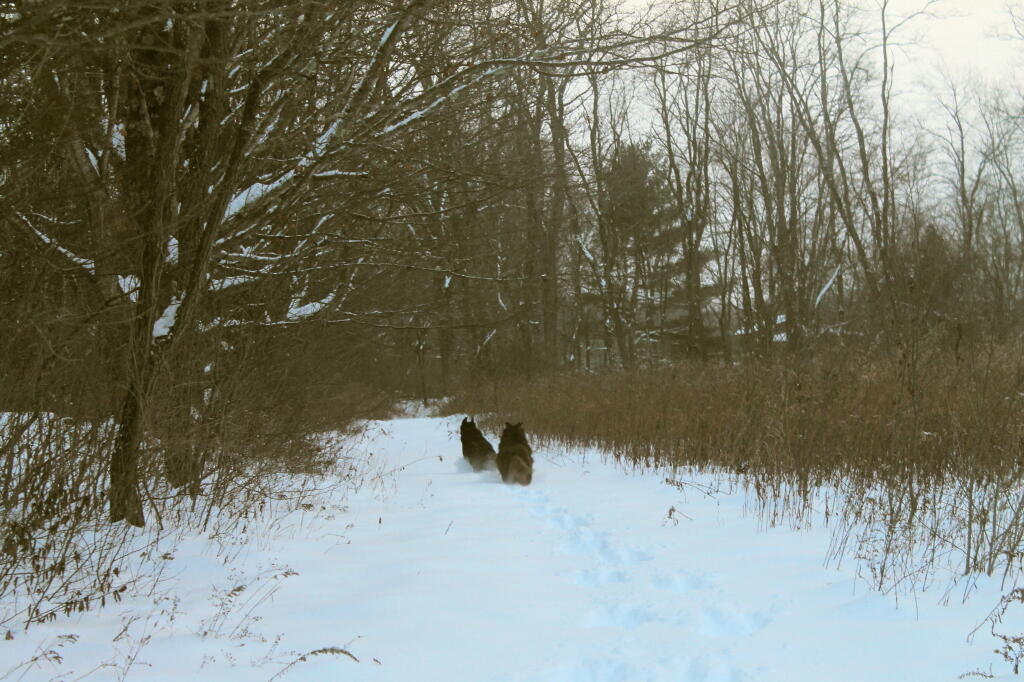 Photo: Romping
