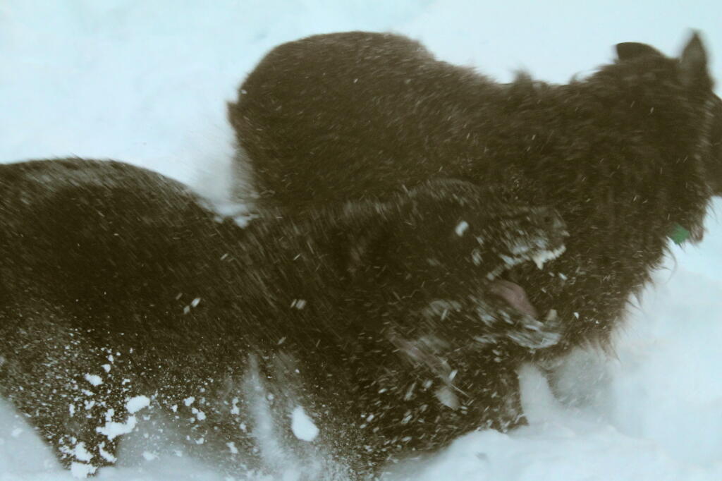 Photo: Snow Flies