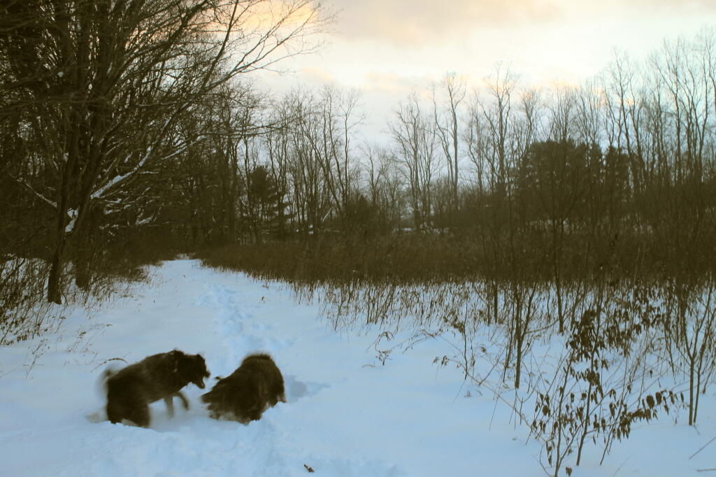 Photo: Dogs