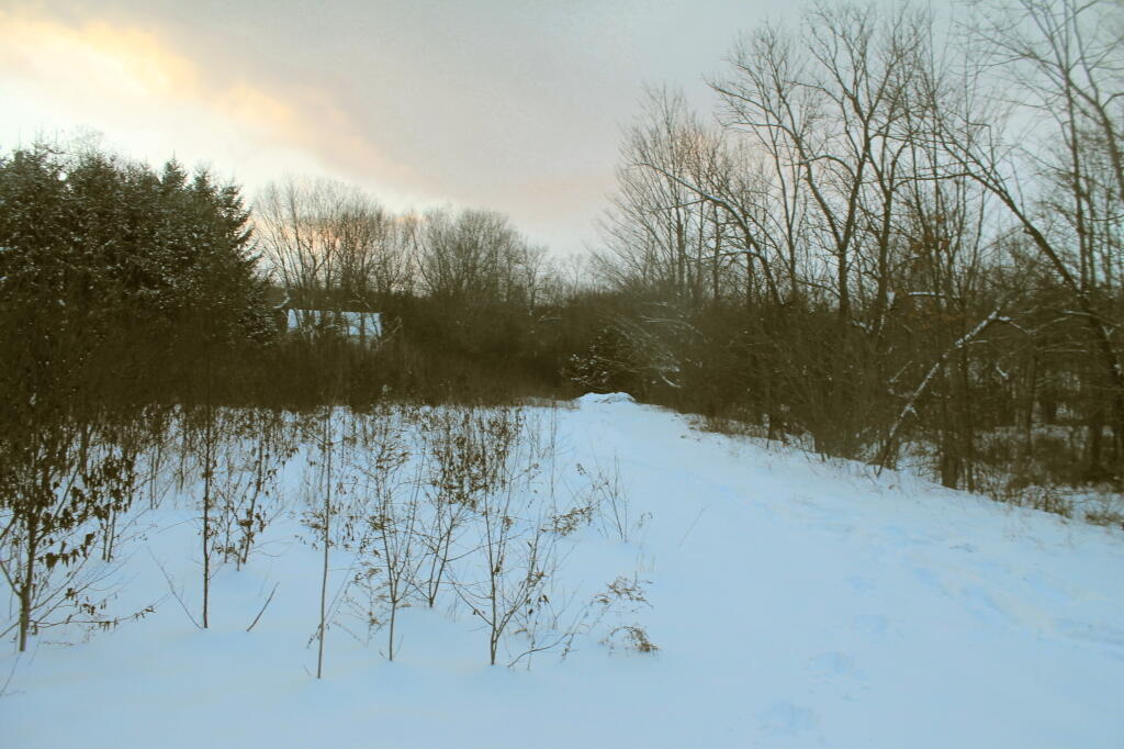 Photo: Back Field