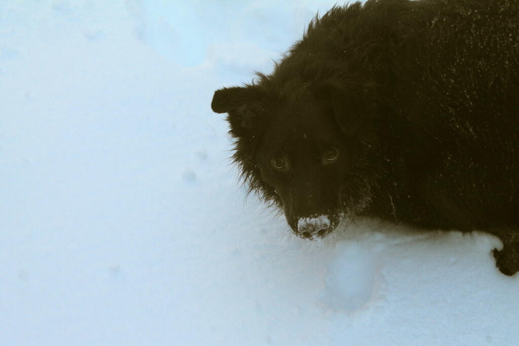 Photo: White Nose