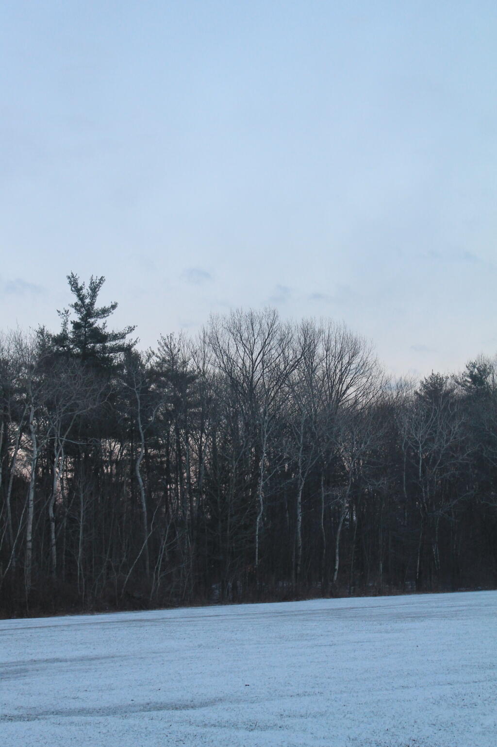Photo: Trees
