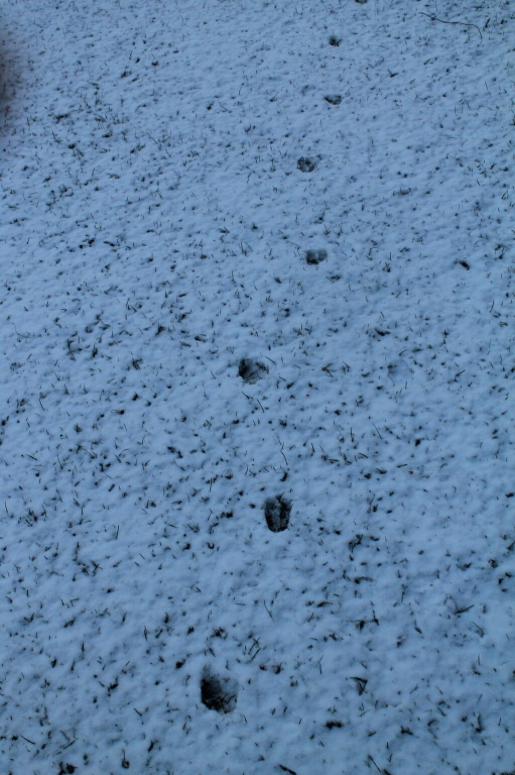 Photo: Deer Tracks