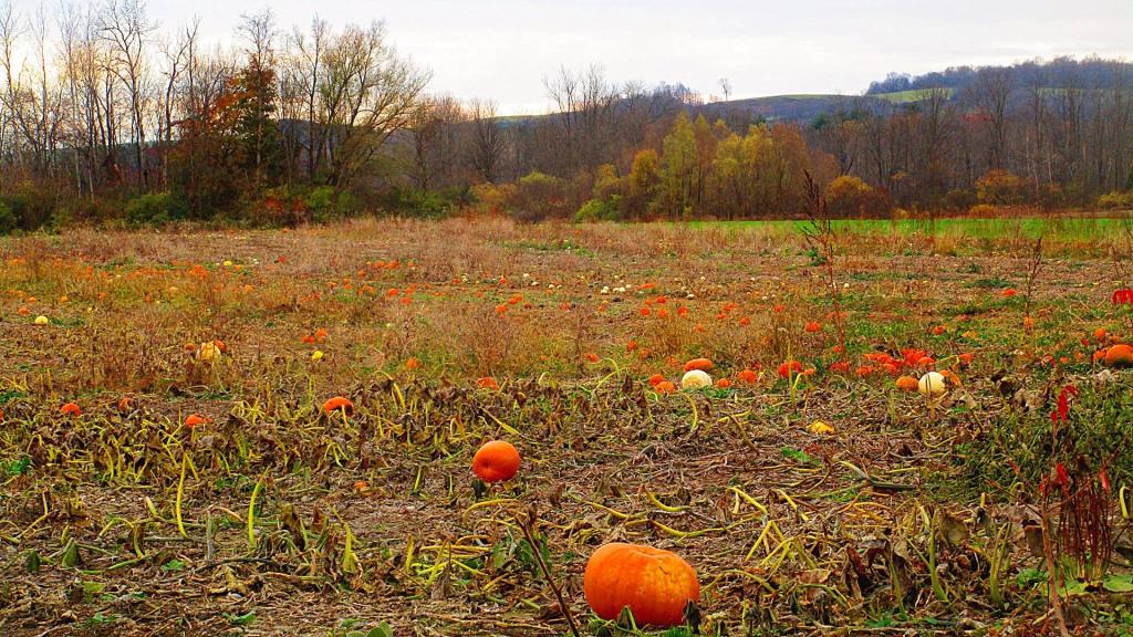 Photo: Pumpkins