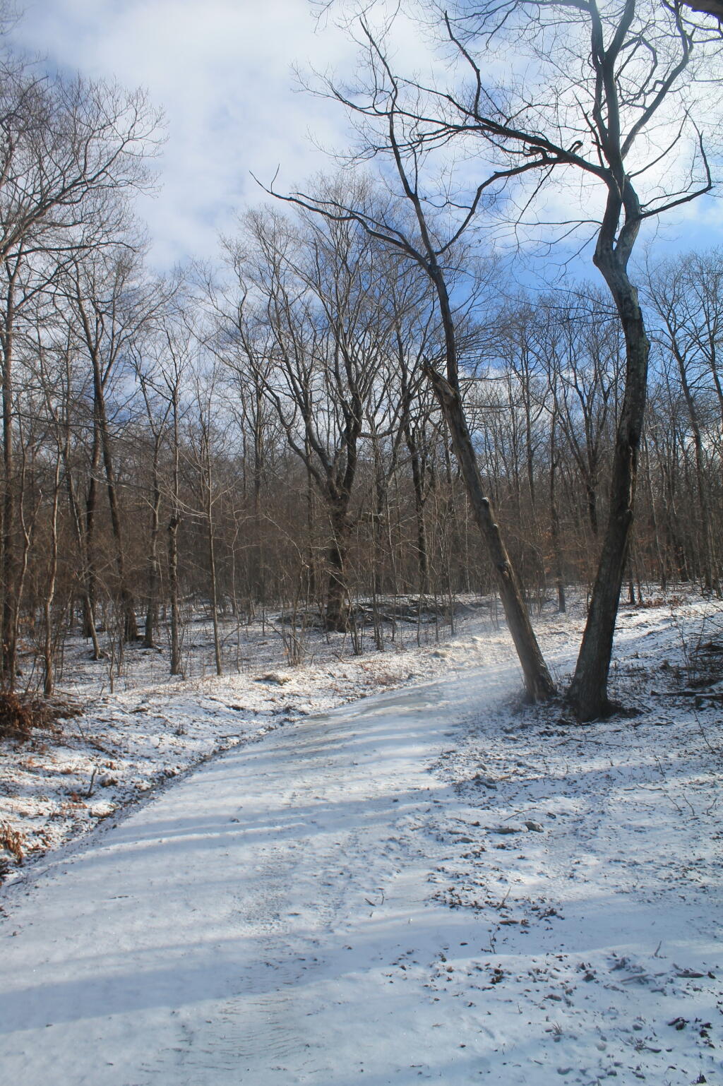 Photo: Clearing Morning on Harvey Mnt