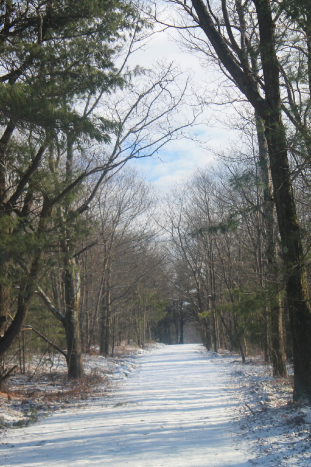 Photo: Hiking Under Broad Tree Canopy