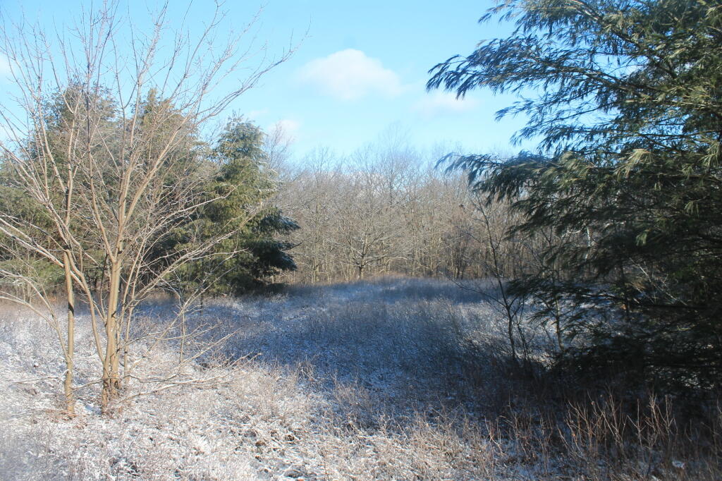 Photo: Ice Covered Brambles