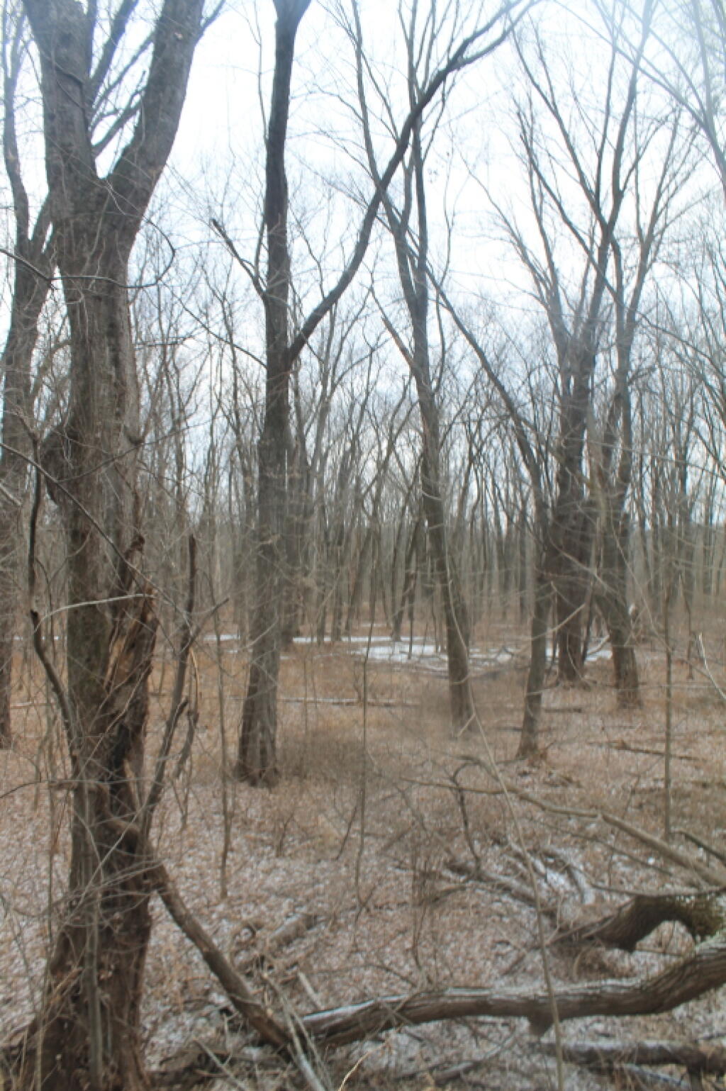 Photo: Icy Marshes