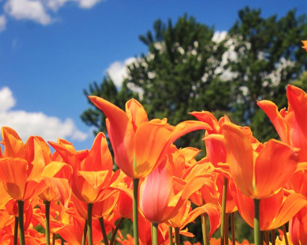 Photo: Tulips and Sky