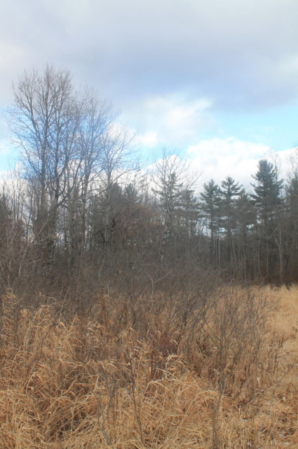 Photo: White Pines on Edge of the Field