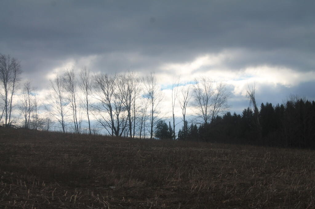 Photo: Hedge Row
