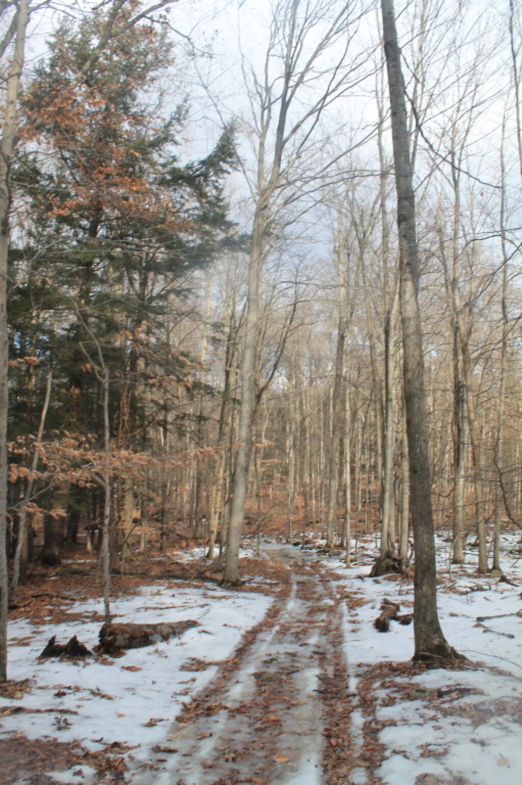 Photo: Blazed Trail But Not Sure Where It Goes