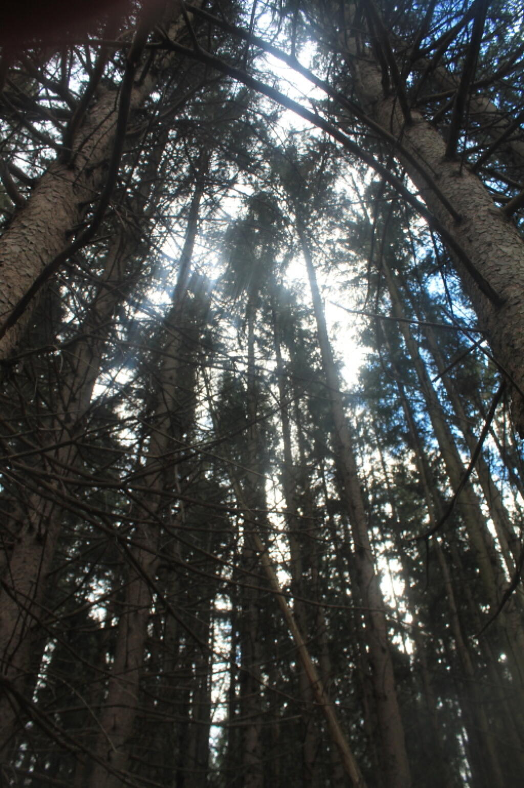 Photo: Trees