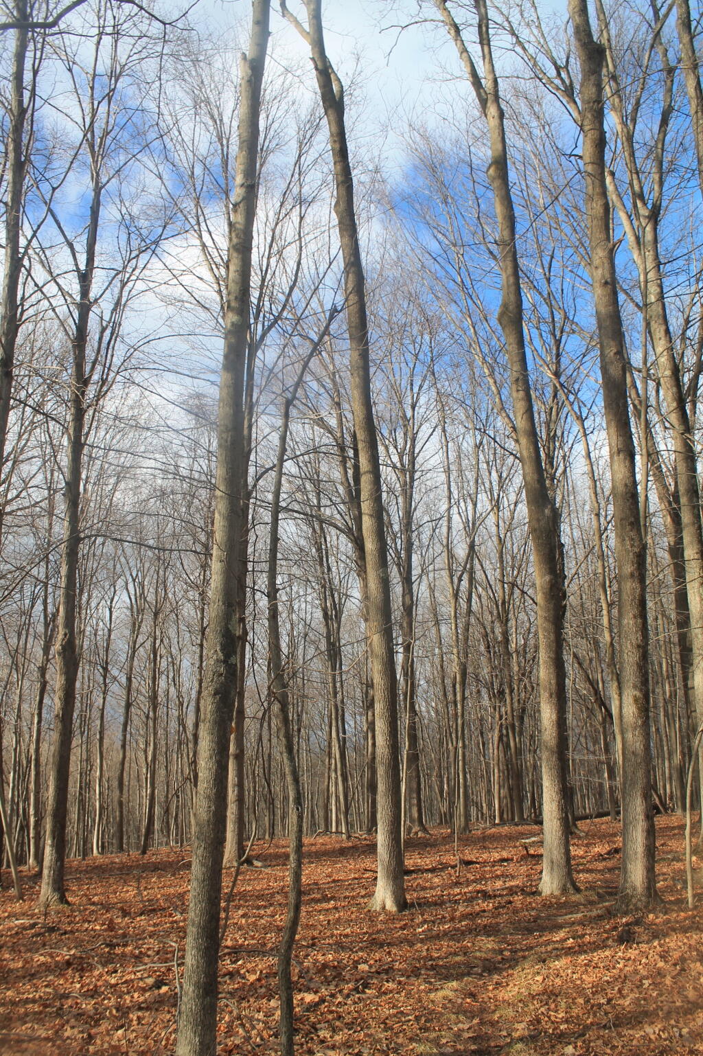 Photo: Almost Looks Like Early November Here