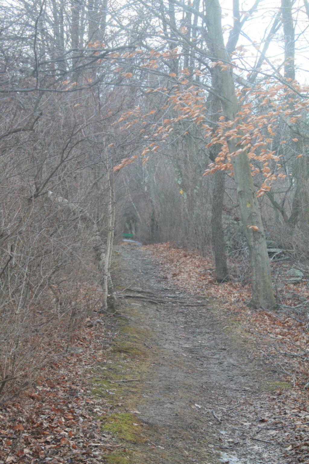 Photo: Old Hedgerow Road