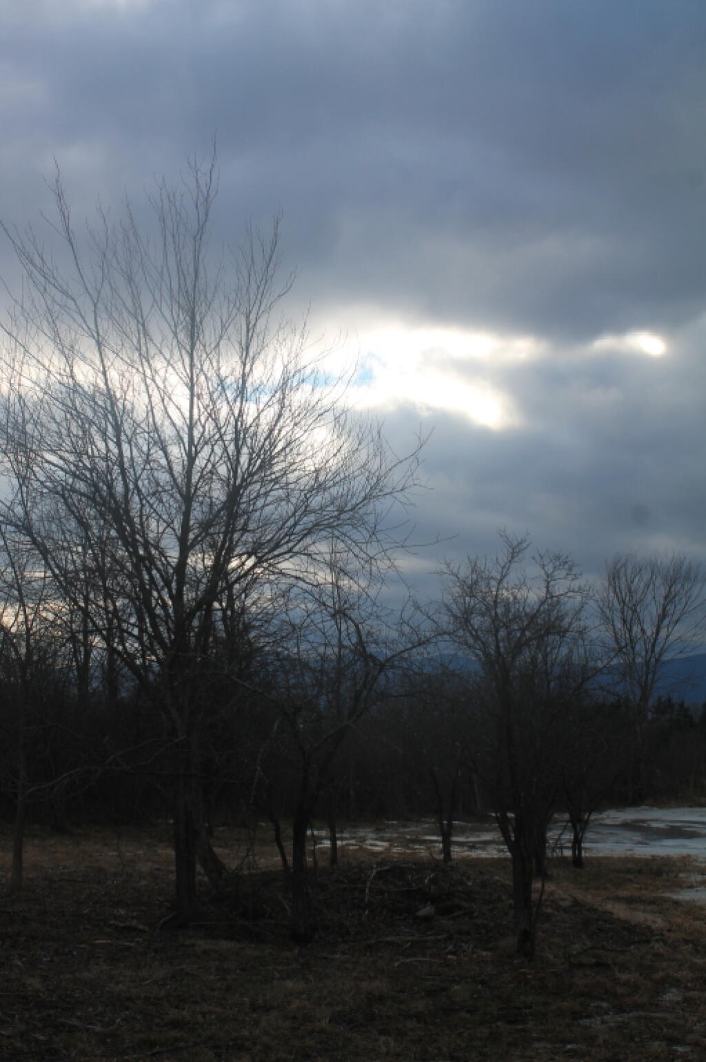 Photo: Trees