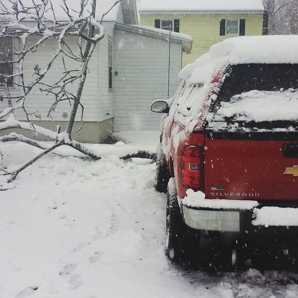 Photo: Tree fell