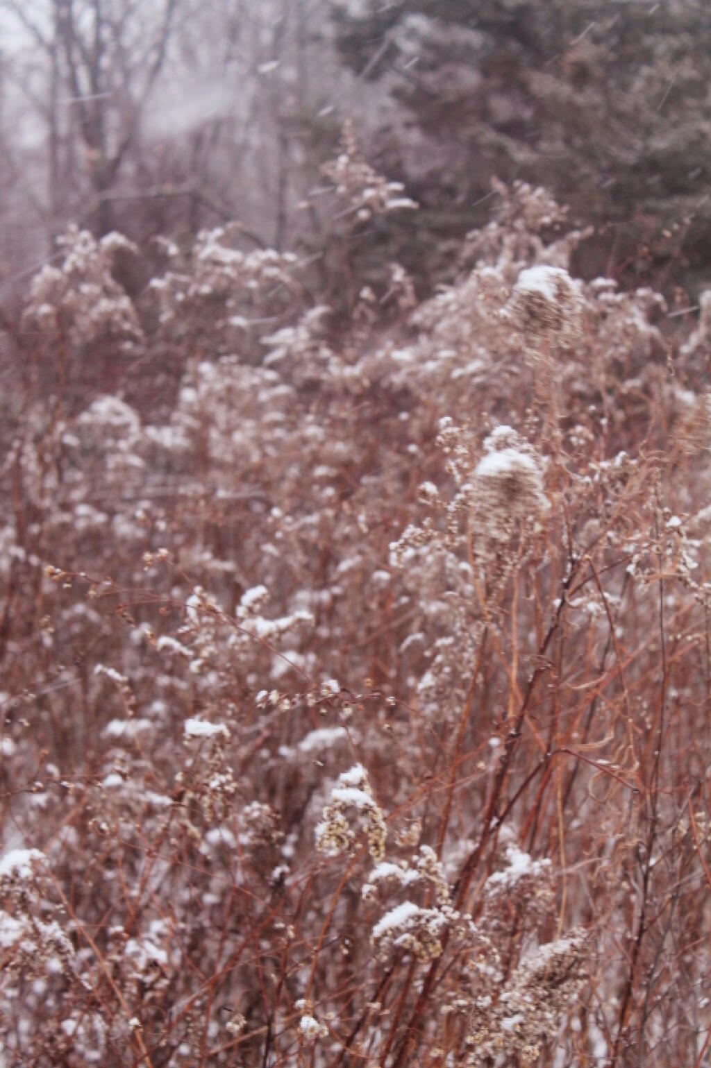 Photo: Golden Rod with Snow