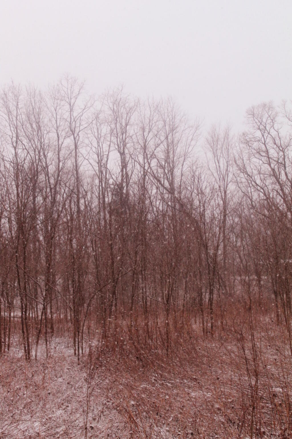 Photo: Falling Snow in the Wilds
