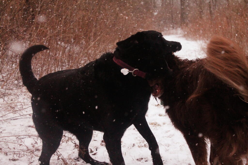 Photo: Dog in the Mouth