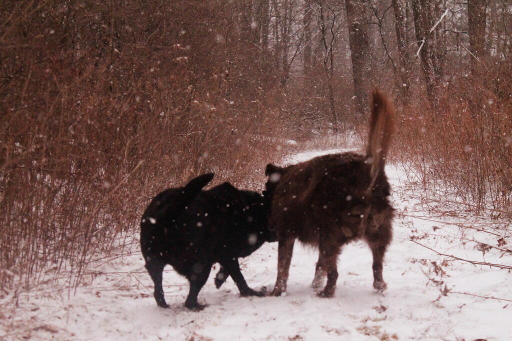 Photo: In the Snow