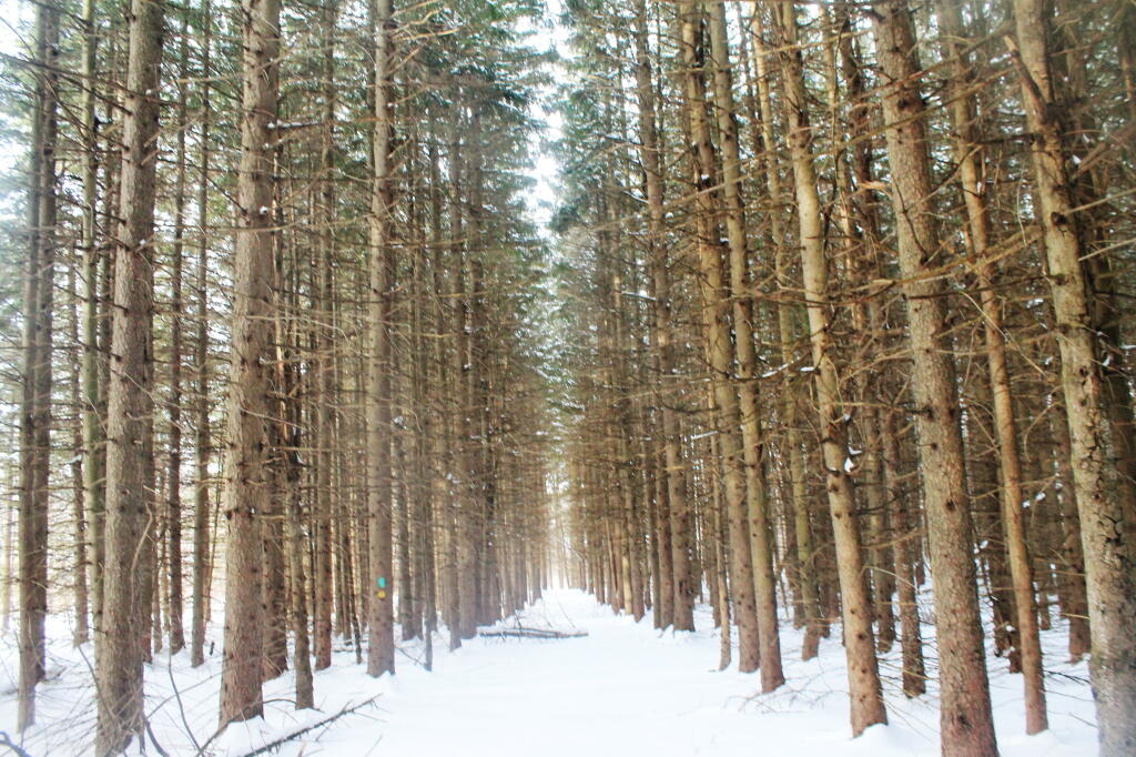 Photo: Large White Pine Stand
